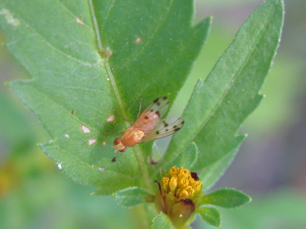 dittero 1:Lauxaniidae, cfr Homoneura sp.